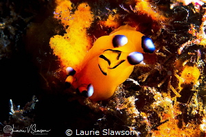 Thecacera pacifica/Photographed with a Canon 60 mm macro ... by Laurie Slawson 